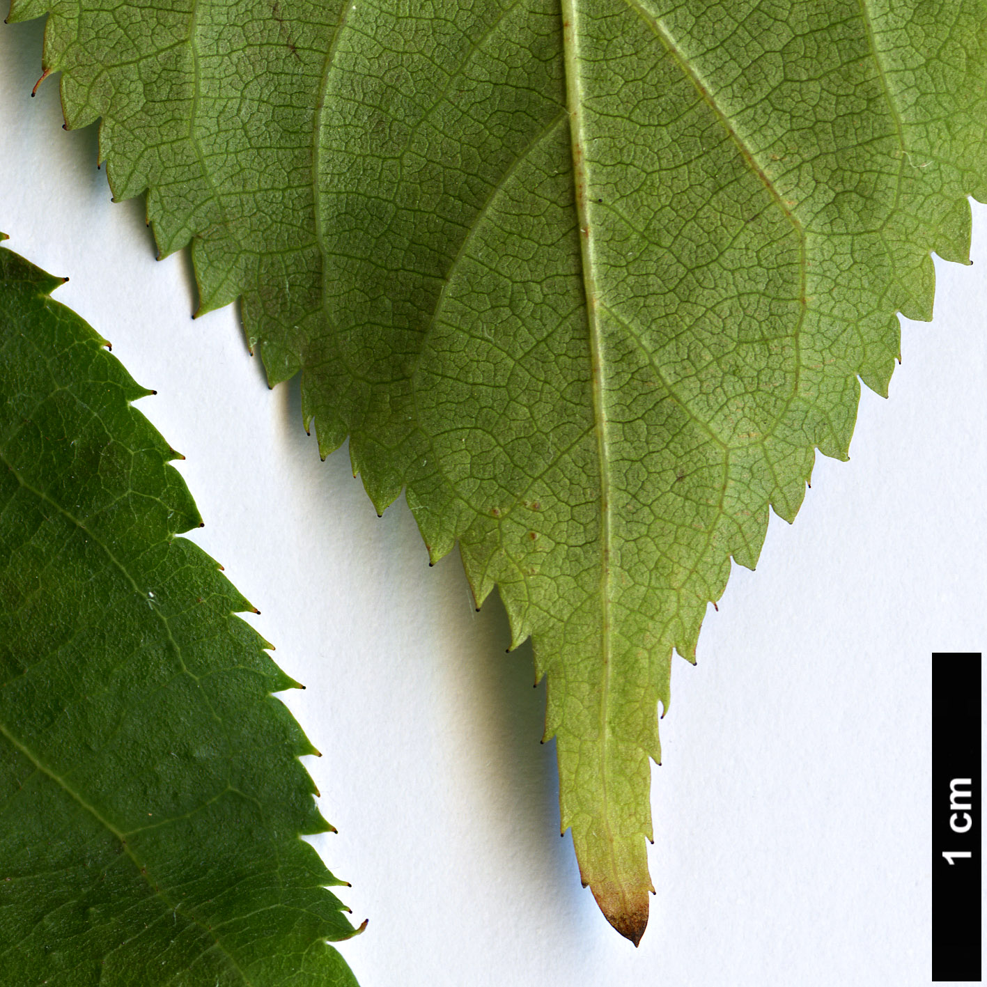 High resolution image: Family: Rosaceae - Genus: Prunus - Taxon: verecunda - SpeciesSub: ’Autumn Glory’ High resolution image: Family: Rosaceae - Genus: Prunus - Taxon: verecunda - SpeciesSub: ’Autumn Glory’